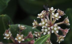 Xysmalobium parviflorum