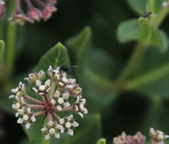 Xysmalobium parviflorum