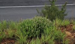 Xysmalobium parviflorum