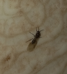 Formicidae