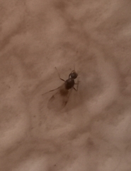 Formicidae