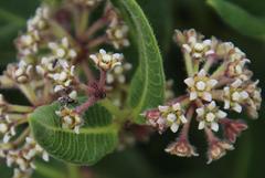 Xysmalobium parviflorum