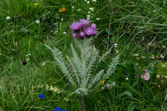 Carduus carlinoides