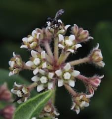 Xysmalobium parviflorum
