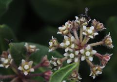 Xysmalobium parviflorum