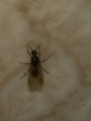 Formicidae