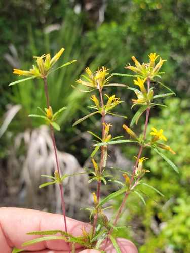 Image of Pectis linearifolia by (c) Jay Horn, some rights reserved (CC BY)