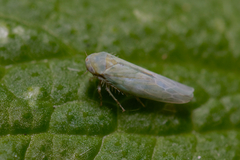 Cicadellidae