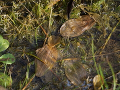 Potamogeton coloratus