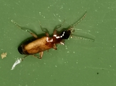 Dromius schneideri