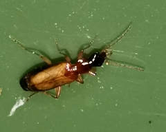 Dromius schneideri
