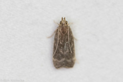 Helcystogramma melantherella