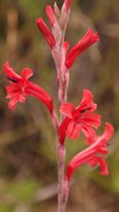 Tritoniopsis pulchra