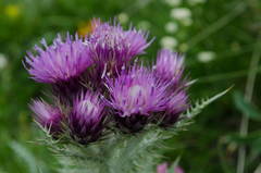 Carduus carlinoides