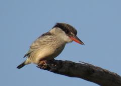 Halcyon chelicuti chelicuti