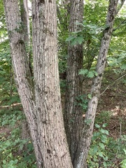 Quercus rubra