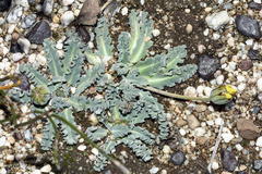 Othonna auriculifolia