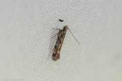 Aristotelia rubidella