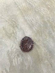 Chrysaora agulhensis