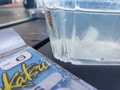 Tigrigobius macrodon