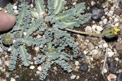 Othonna auriculifolia