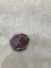 Chrysaora agulhensis