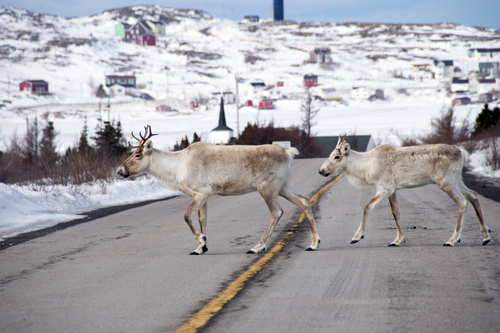 woodland caribou