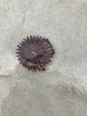 Chrysaora agulhensis