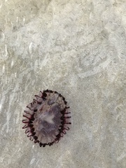 Chrysaora agulhensis