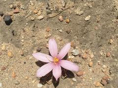 Gethyllis transkarooica