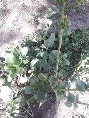 Kalanchoe densiflora