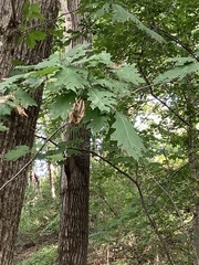 Quercus rubra