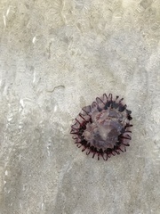 Chrysaora agulhensis