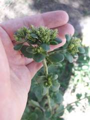 Kalanchoe densiflora