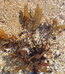 Sargassum incisifolium