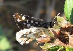 Ernsta dromus