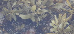 Sargassum incisifolium