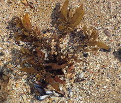 Sargassum incisifolium