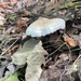 photo of Aniseed Funnel (Clitocybe odora)