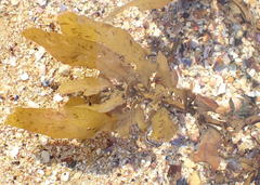Sargassum incisifolium