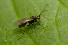 Euphorinae