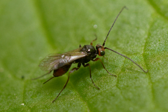 Euphorinae