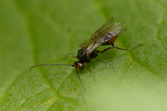 Euphorinae