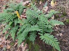 Polypodium vulgare