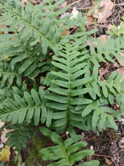 Polypodium vulgare
