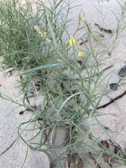 Linaria loeselii