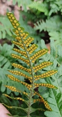Polypodium vulgare