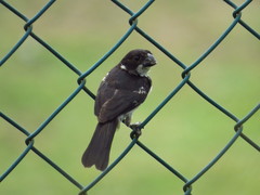 Sporophila americana