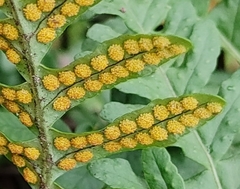 Polypodium vulgare