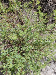 Euphorbia mesembryanthemifolia image